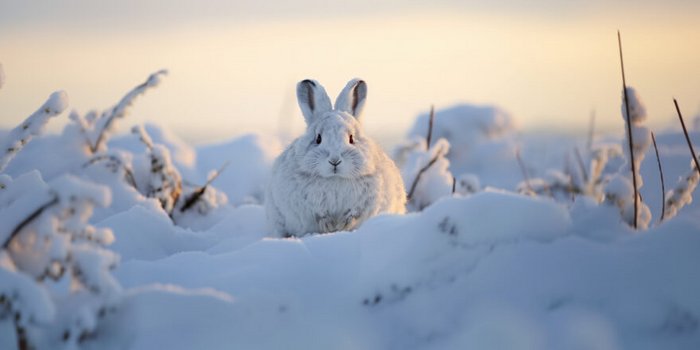 Was macht der Schneehase ohne Schnee?